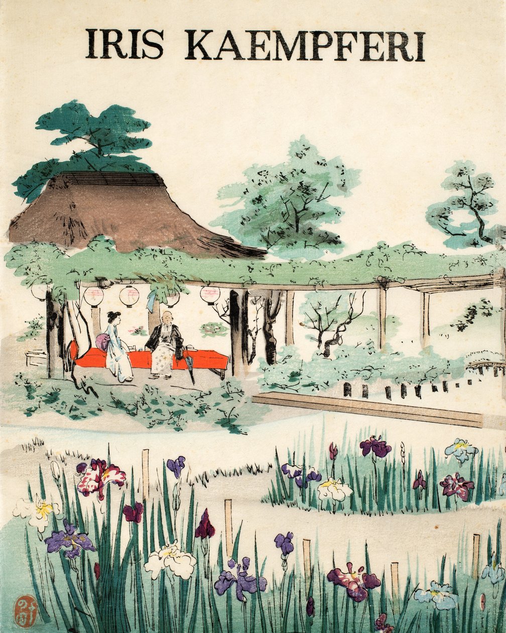 Iris Kaempferi - Capa, 1890 de Japanese School