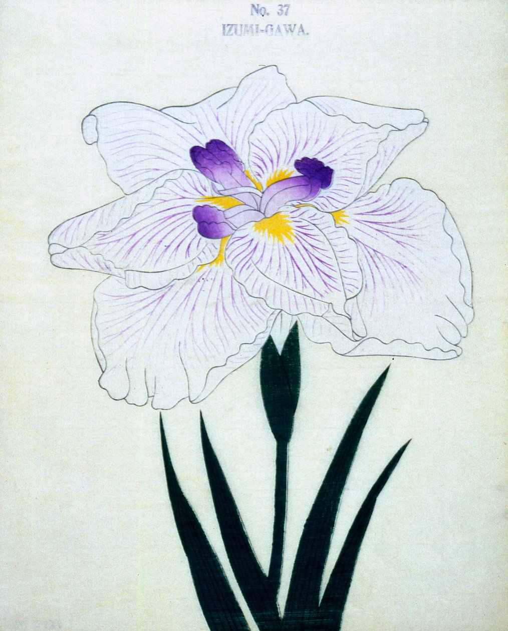 Izumi-Gawa, nº 37, 1898 de Japanese School