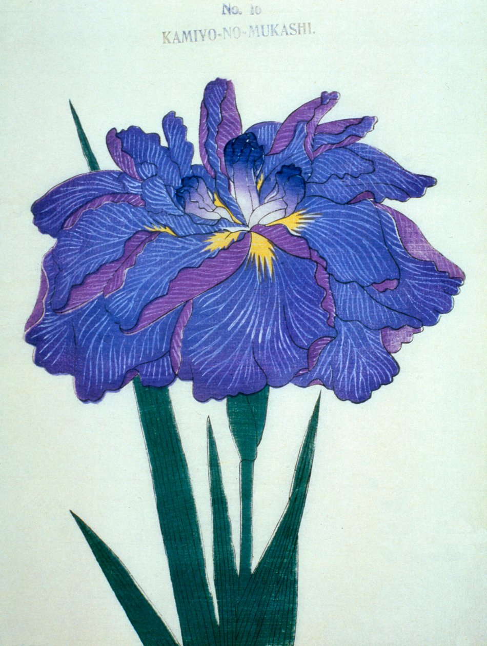 Kamiyo-no.-Mukashi no.16, 1898 de Japanese School