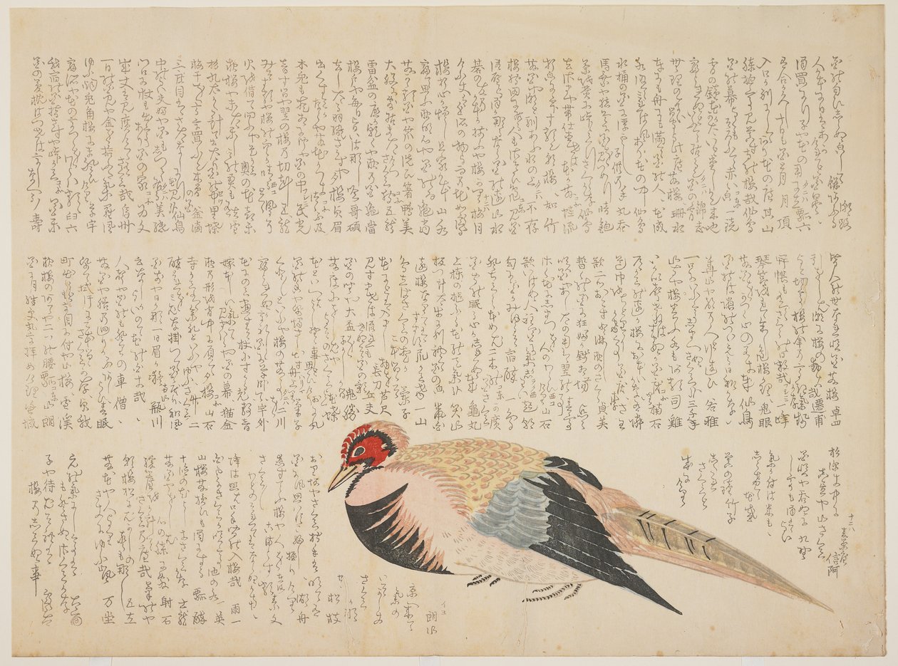 Faisão, c.1818-29 (impressão de woodblock de cor) de Japanese School