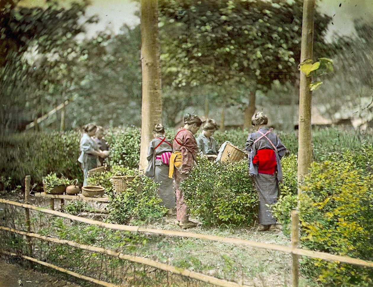 Chá de colheita, c.1880 de Japanese School