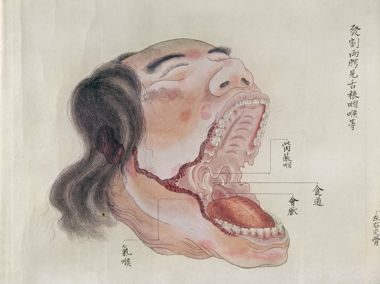 A anatomia da boca, a partir da dissecção de uma vítima de tortura de 1796, de um makimono de um médico Midori, 1842 (caneta e tinta e wc no papel) de Japanese School