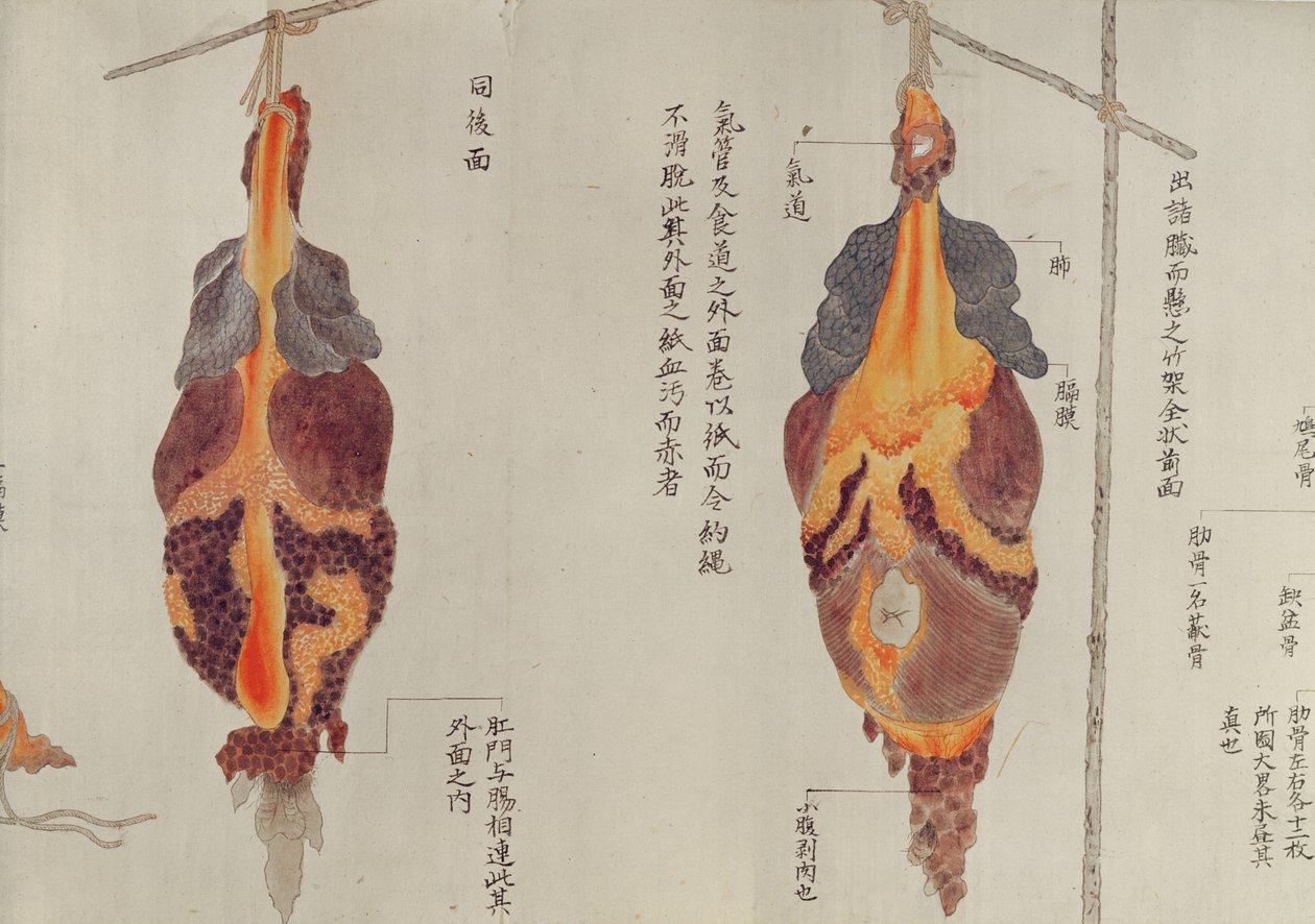 Os pulmões da dissecação de uma vítima de tortura de 1796, de um makimono de um médico de Midori, 1842 (caneta e tinta e wc no papel) de Japanese School