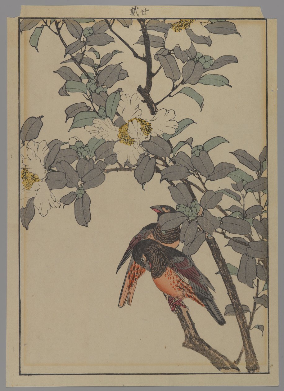 Dois pássaros com flores brancas, período de Meiji, 1892 (impressão de woodblock de cor) de Japanese School