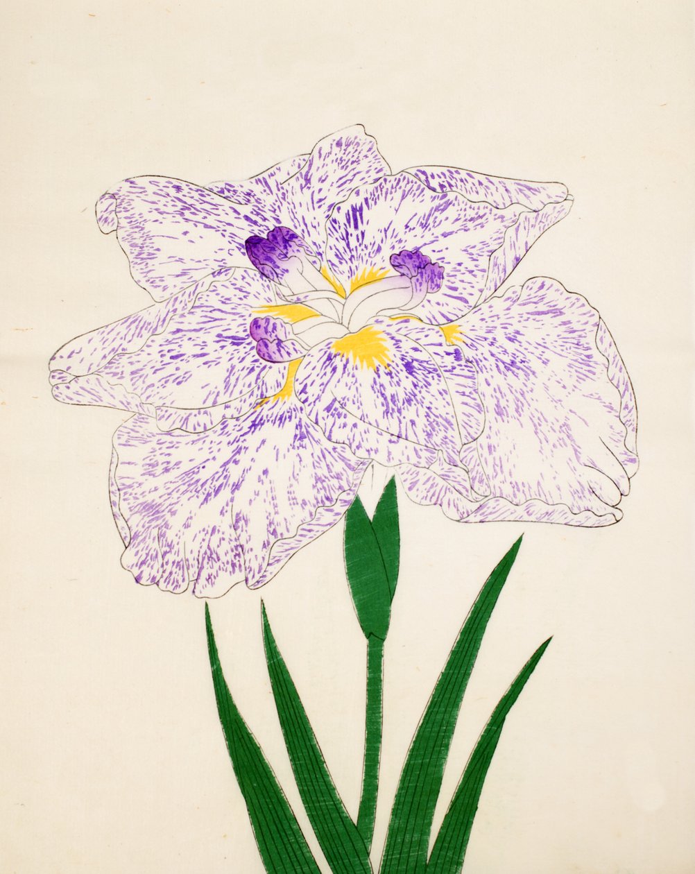 Yamato-Nishiki, nº 31, 1890 de Japanese School
