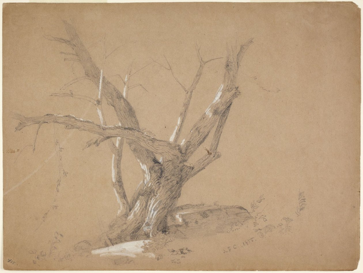 Estudo de uma árvore de Jasper Francis Cropsey