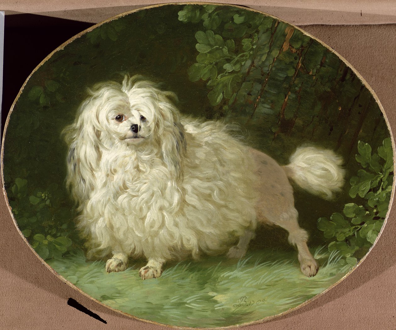Retrato de um poodle de Jean Jacques Bachelier