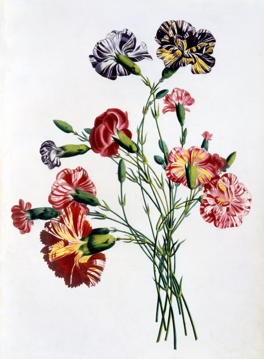 Bouquet of Carnations, de &39;Coleção de Flores e Frutas da Natureza&39;, publicado em 1805 (gravura a cores) de Jean Louis Prevost