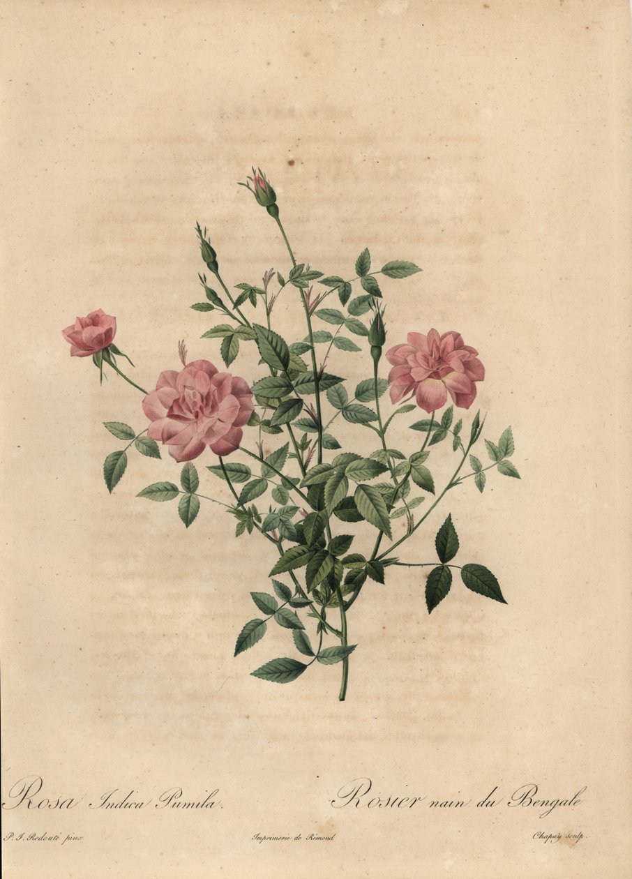 Rosa chinesa miniatura rosa, Rosa chinensis. de Jean Baptiste Chapuy
