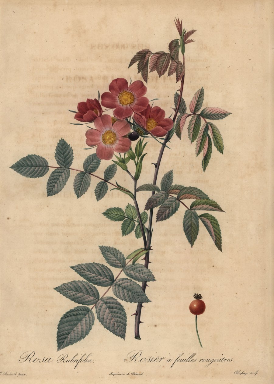 Rosa Glauca, Rosa Glauca. de Jean Baptiste Chapuy