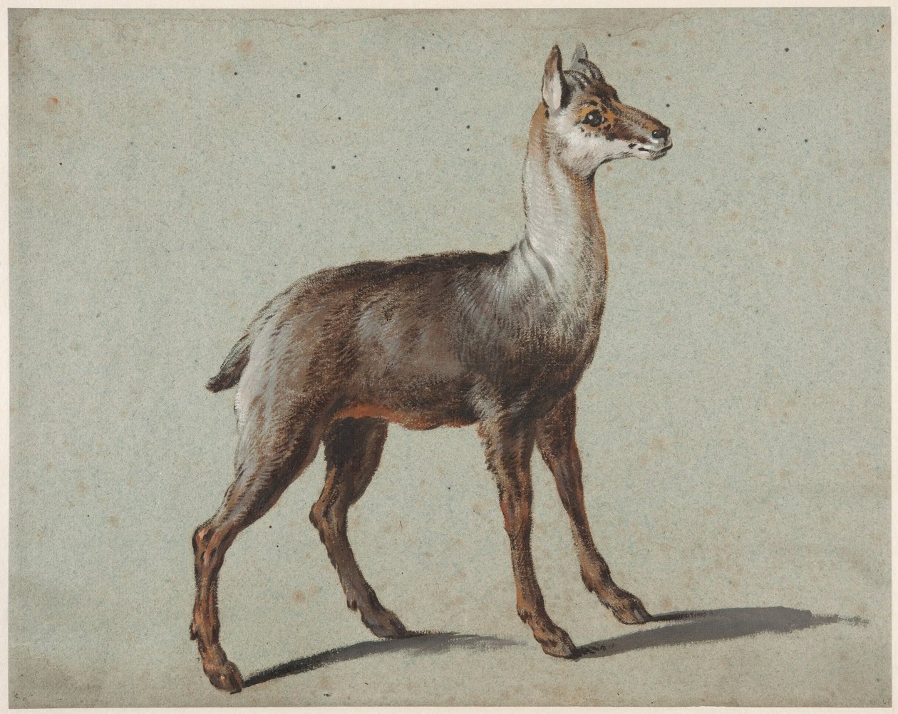 Camurça de Jean-Baptiste Oudry