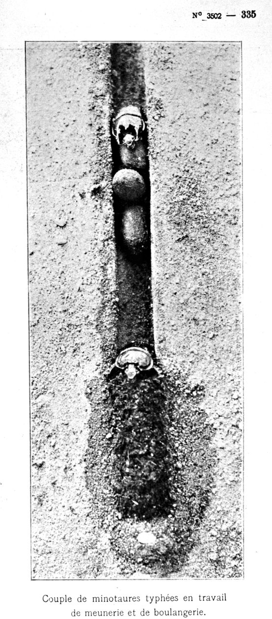 O buraco Minotauro insetos 1,5 metros abaixo do nível do solo, de Souvenirs Entomologiques por Fabre, publicado em 1924 (foto bw) de Jean Henri Fabre