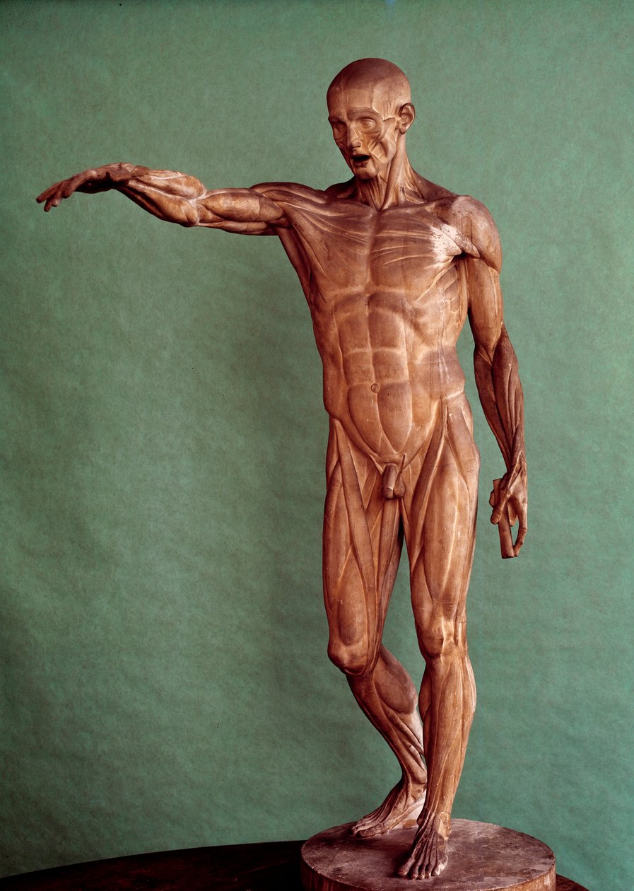 Anatomia humana. Ecorche de Jean Antoine Houdon (1741-1828) de Jean Antoine Houdon