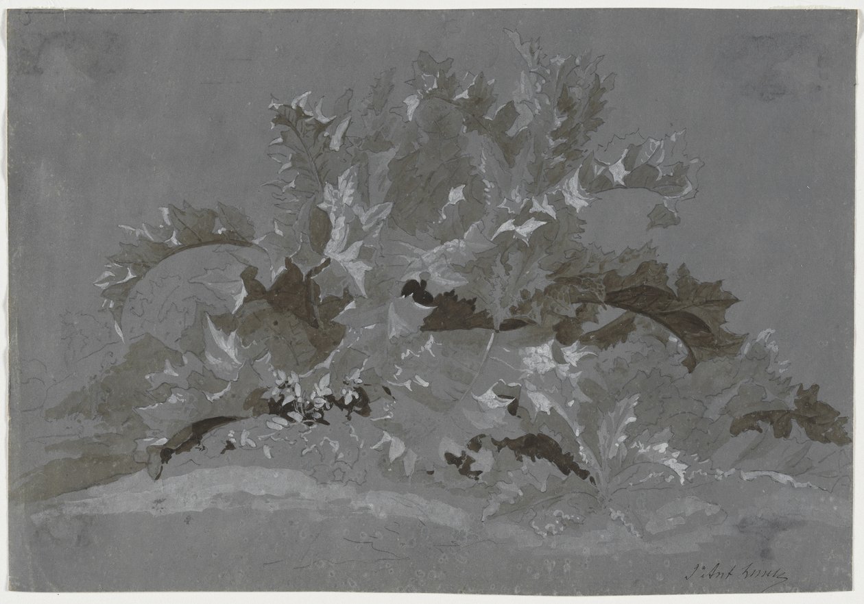 Study of Weeds, 1800-1850. de Jean Antoine Linck