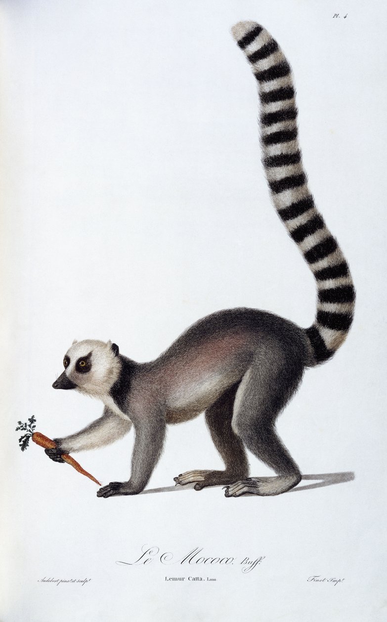 Um Lêmure, c.1798-99 de Jean Baptiste Audebert