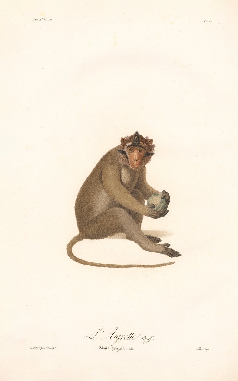 Langur de Javan (Simia aygula) de Jean Baptiste Audebert