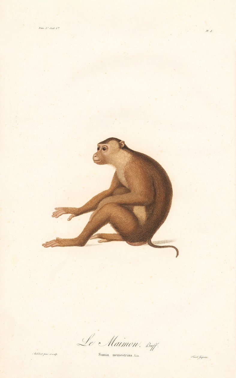 Macaque de cauda de porco (Simia nemestrina) de Jean Baptiste Audebert