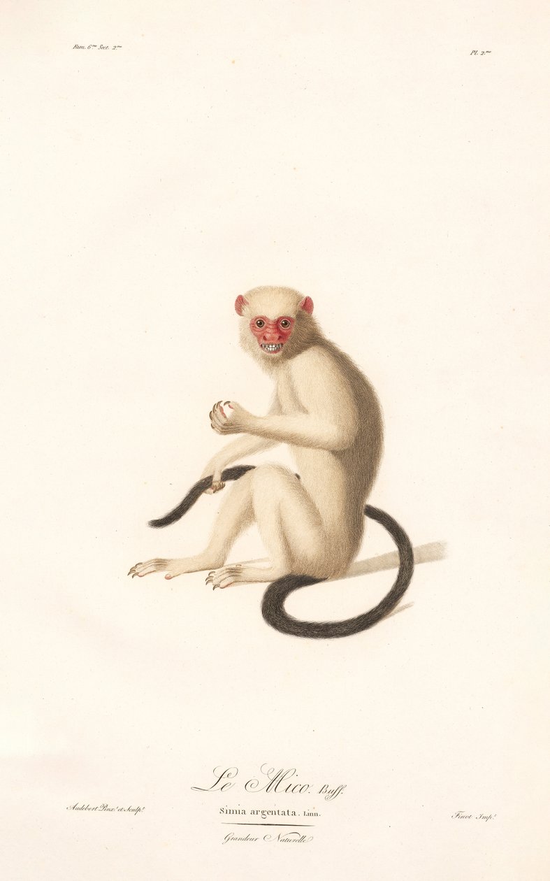 Sagui prateado (Simia argentata) de Jean Baptiste Audebert