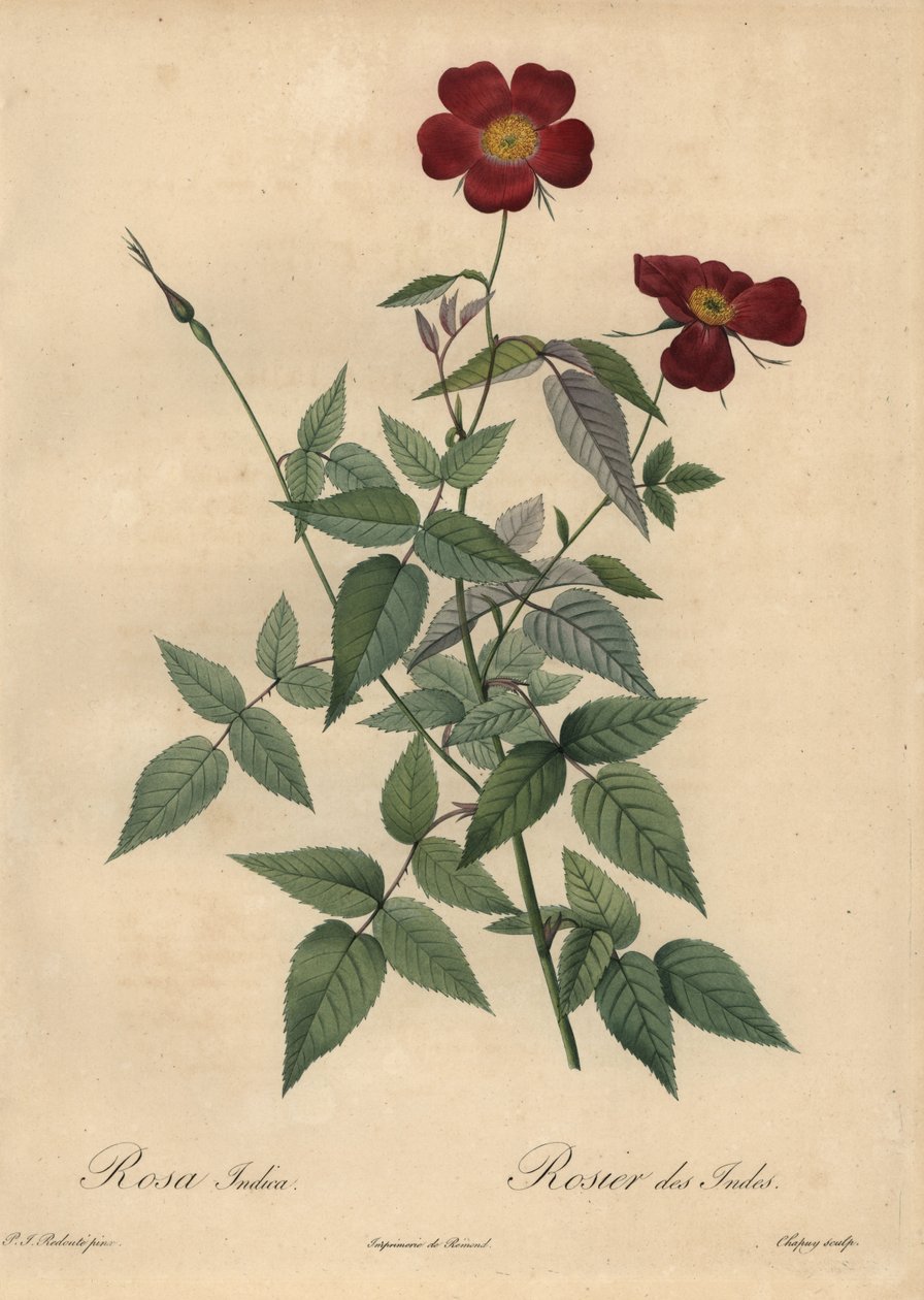Crimson China rosa, Rosa chinensis. de Jean Baptiste Chapuy