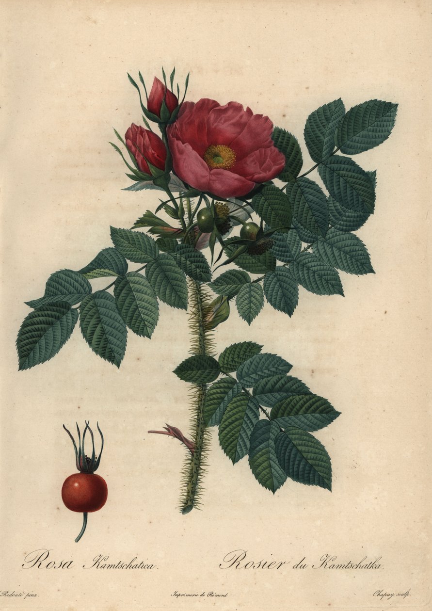 Rosa carmesim japonesa; Rosa rugosa. de Jean Baptiste Chapuy