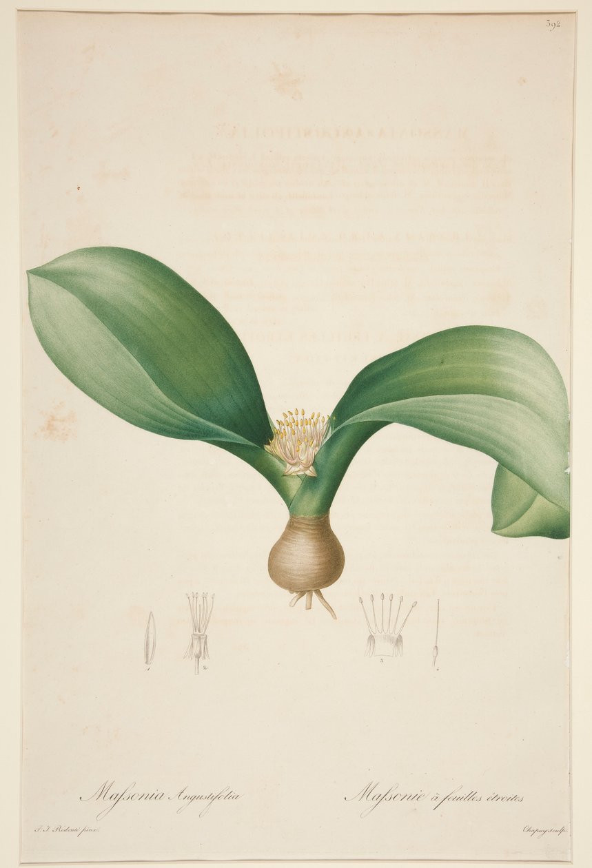 Massonia Angustifolia, Massonie ? feuilles ?troites (Massonia com Folhas Estreitas) de Jean Baptiste Chapuy