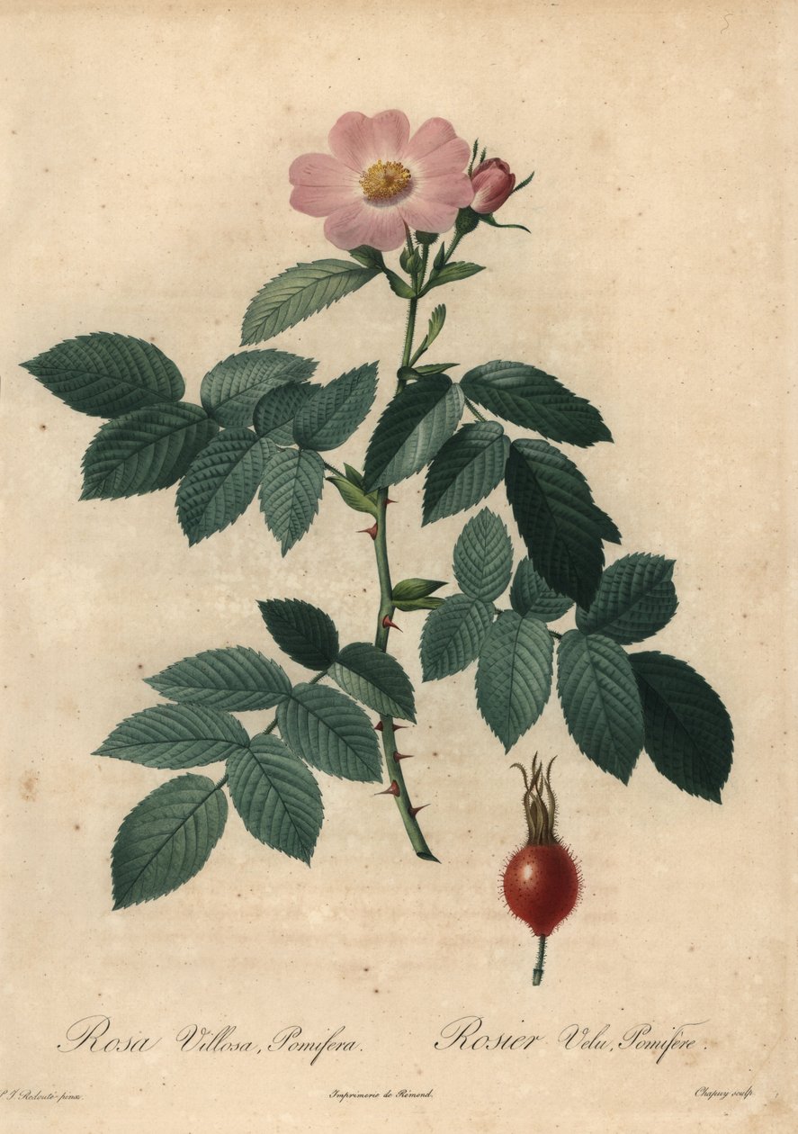Rosa maçã rosa, Rosa villosa. de Jean Baptiste Chapuy