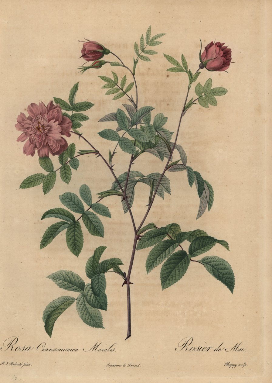 Rosa majalis, Rosa Canela Rosa. de Jean Baptiste Chapuy