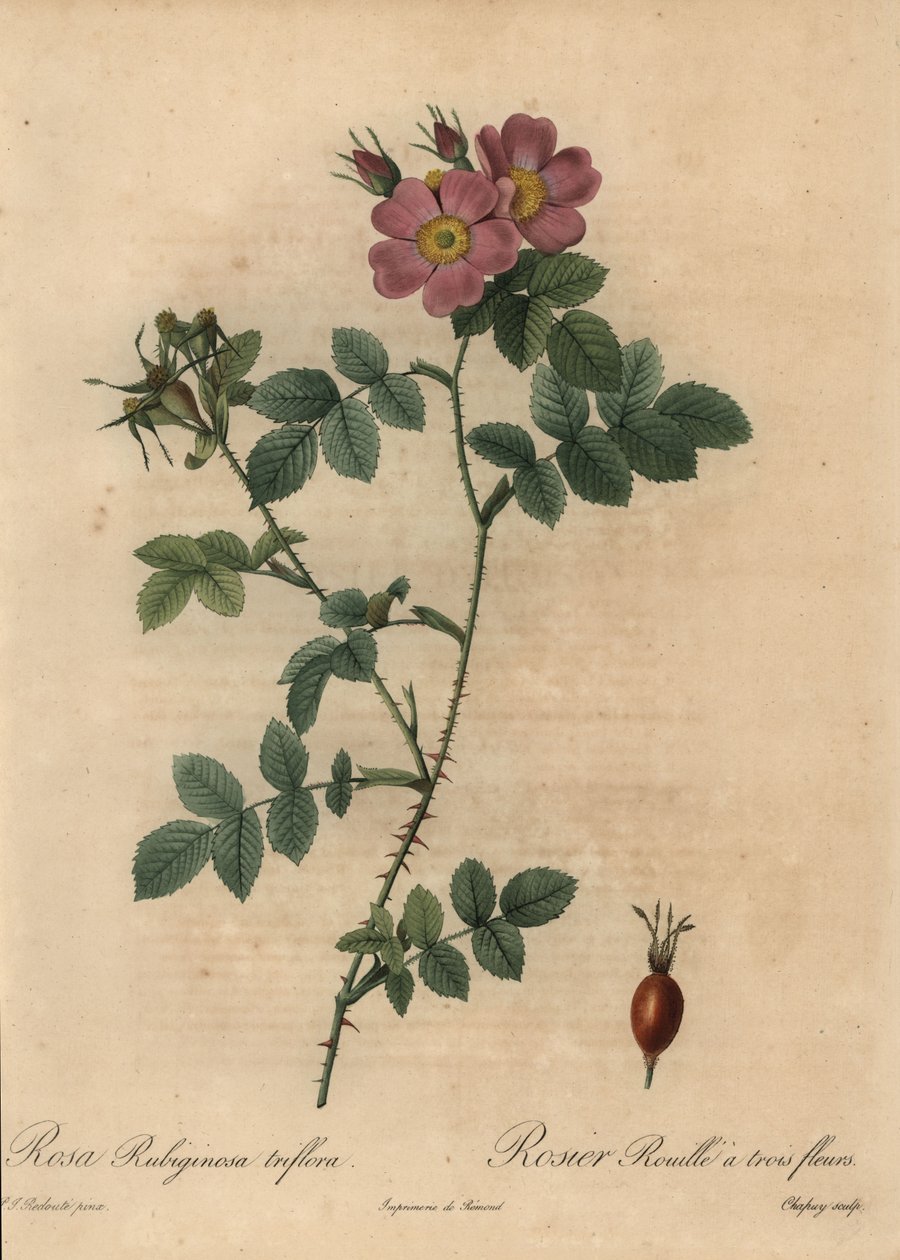 Rosa rubiginosa rosa, Rosa rubiginosa. de Jean Baptiste Chapuy