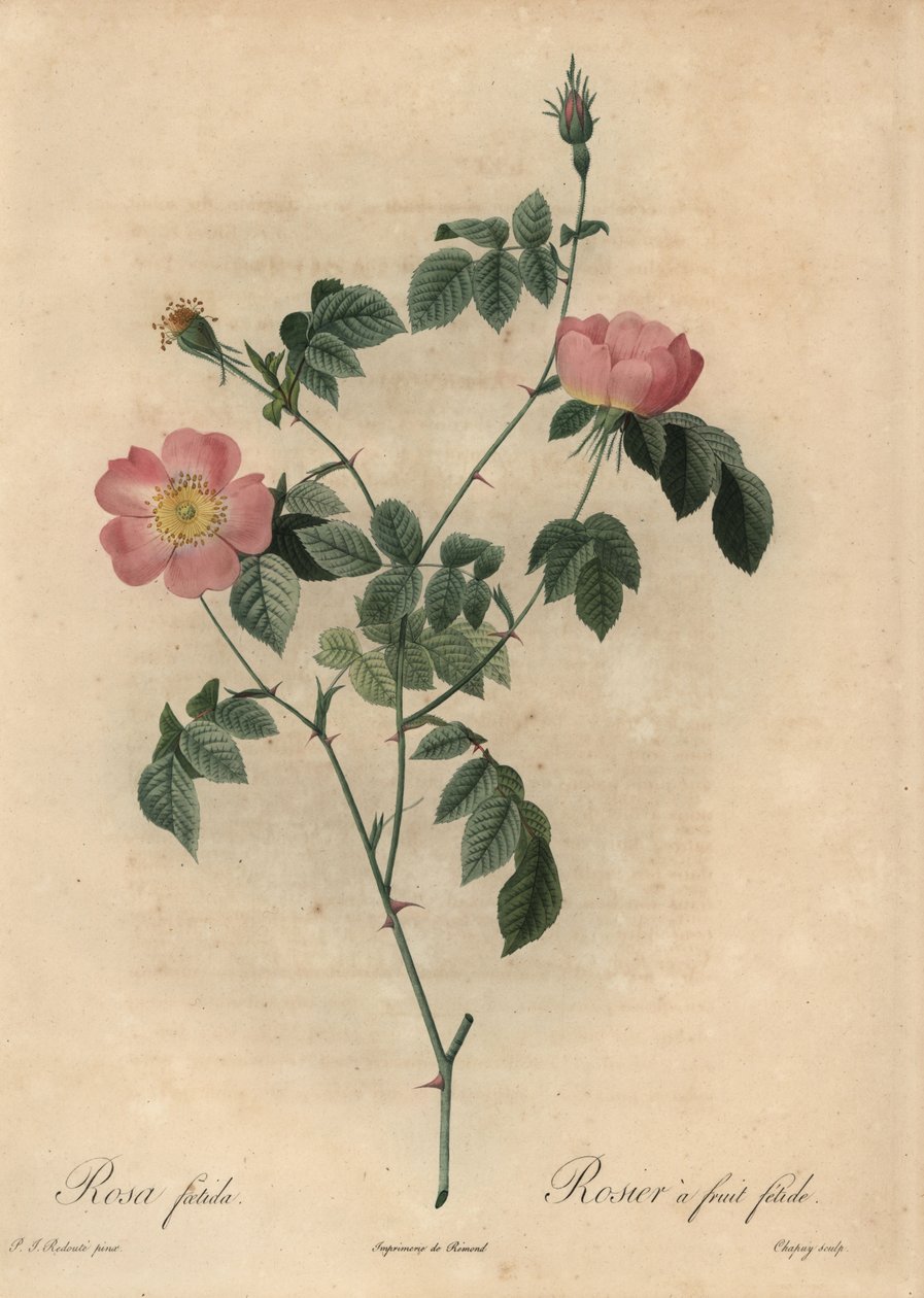 Rosa foetida, Rosier um fetide de frutas. de Jean Baptiste Chapuy