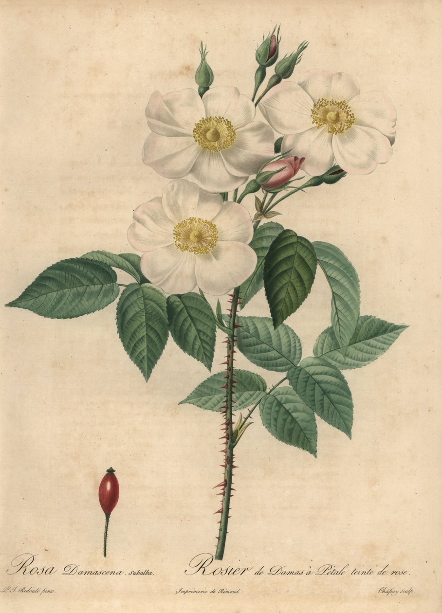 Rosa Damask branca, Rosa x damascena. de Jean Baptiste Chapuy