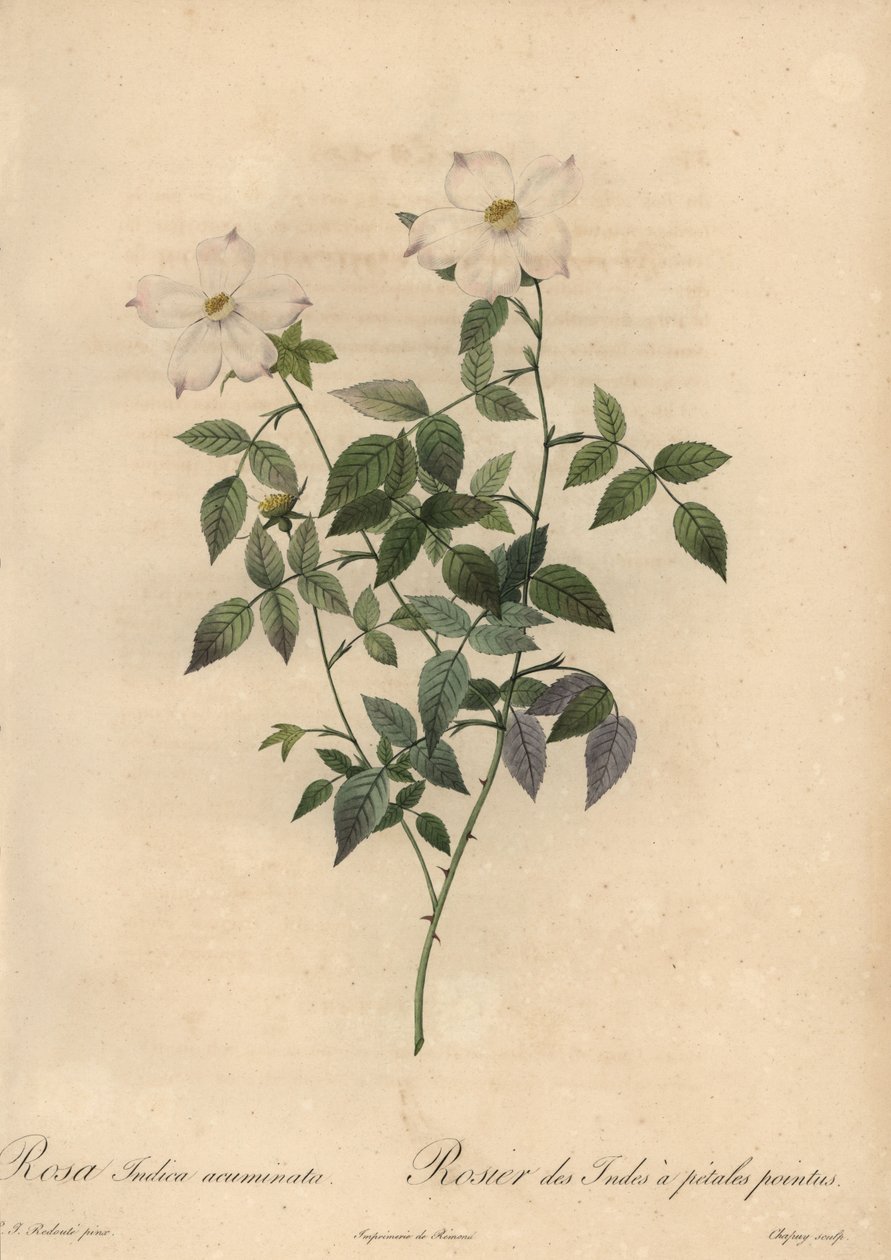 Rosa chinesa branca e rosa, Rosa chinensis. de Jean Baptiste Chapuy