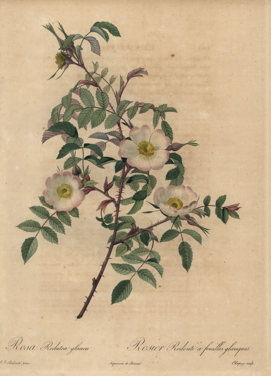Rosa branca e rosa, Rosa reduttea glauca. de Jean Baptiste Chapuy