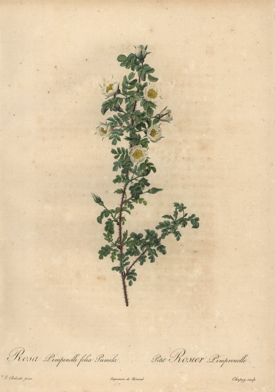 Rosa pimpinellifolia Pumila. de Jean Baptiste Chapuy