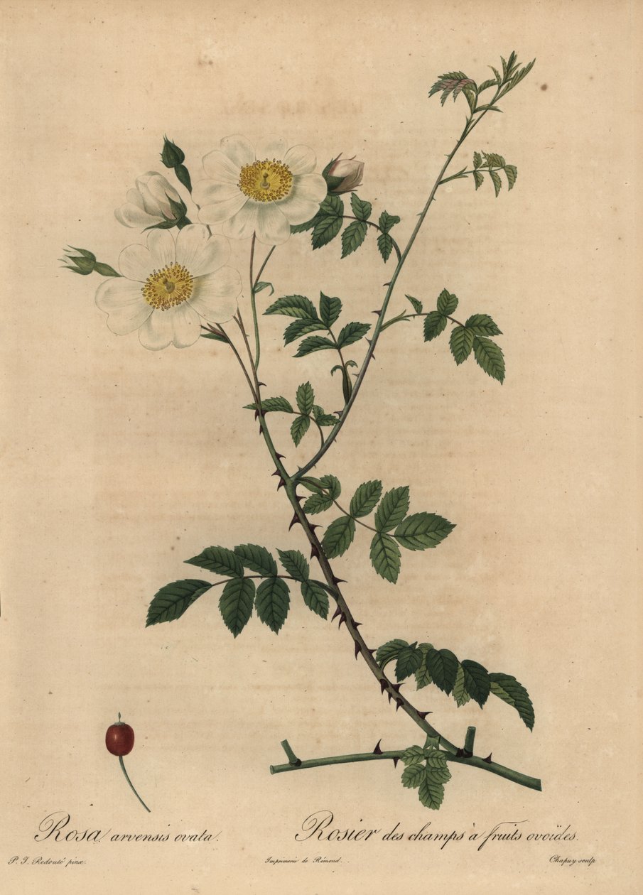 Rosa arvensis, Rosa arvensis. de Jean Baptiste Chapuy