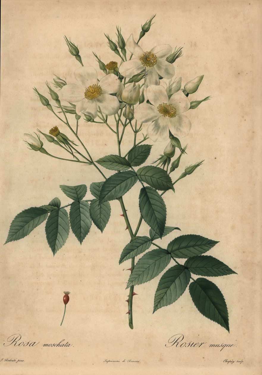 Rosa Moschata branca, Rosa Moschata. de Jean Baptiste Chapuy