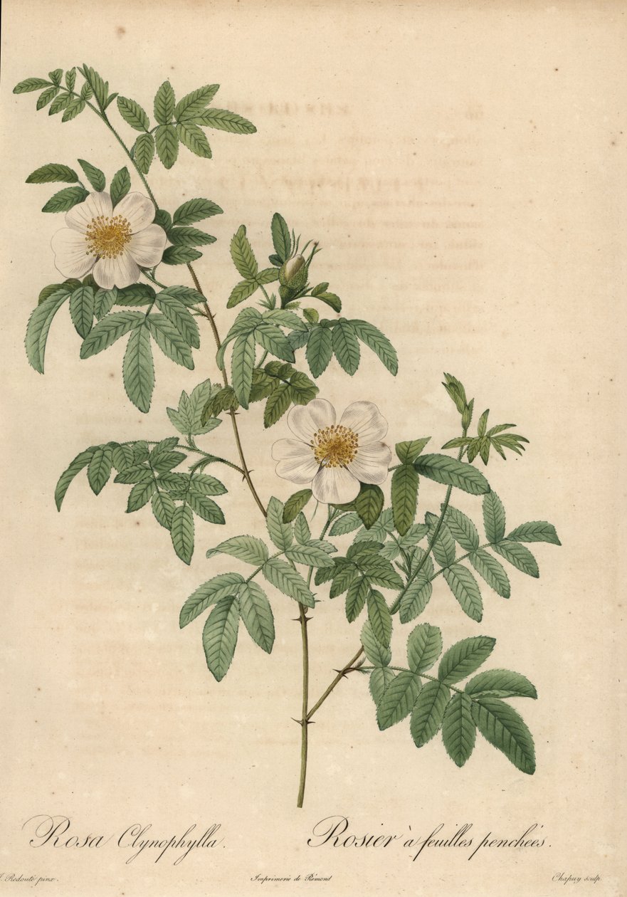 Rosa branca, Rosa clynophylla. de Jean Baptiste Chapuy