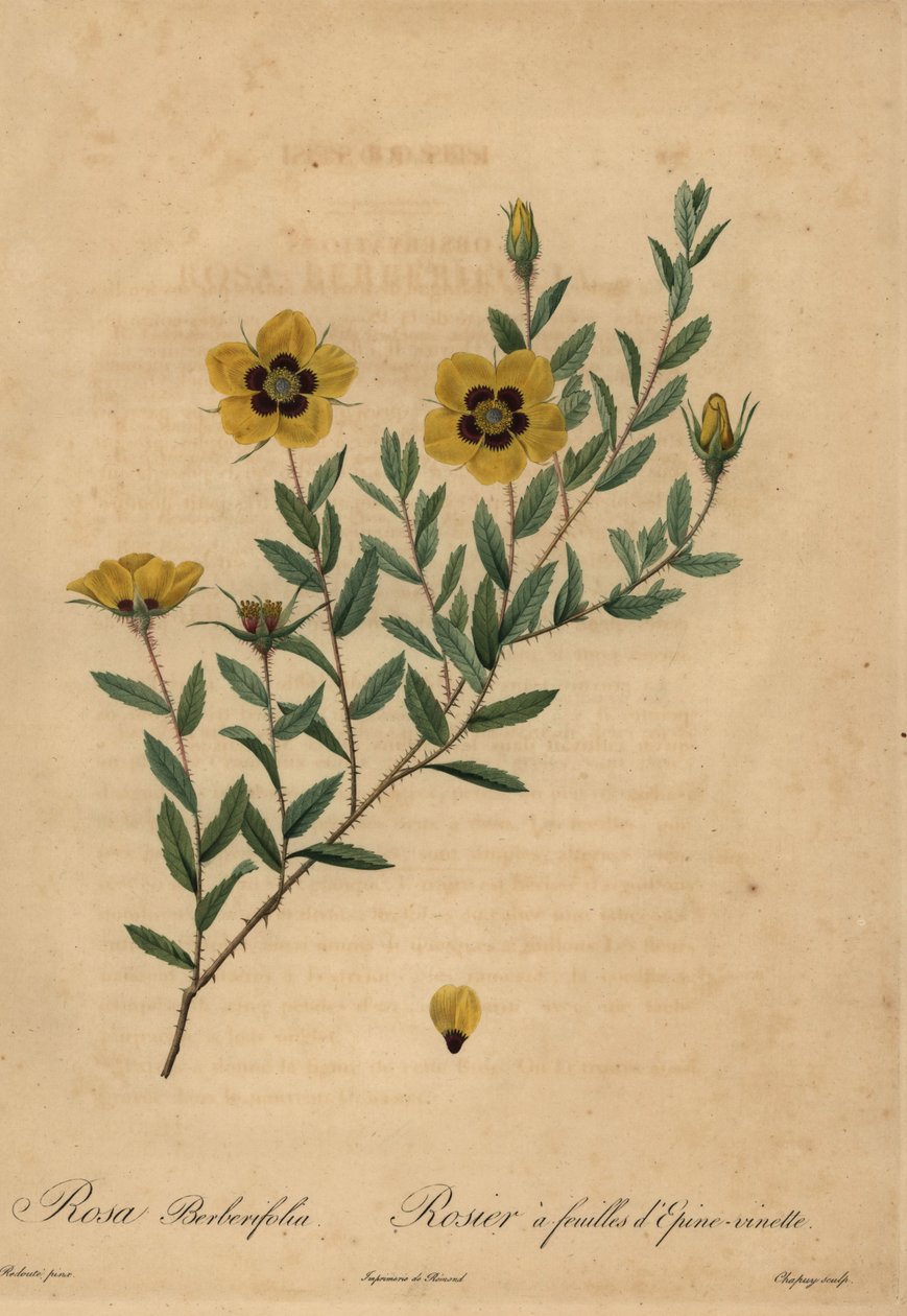 Rosa berberifolia amarela. de Jean Baptiste Chapuy