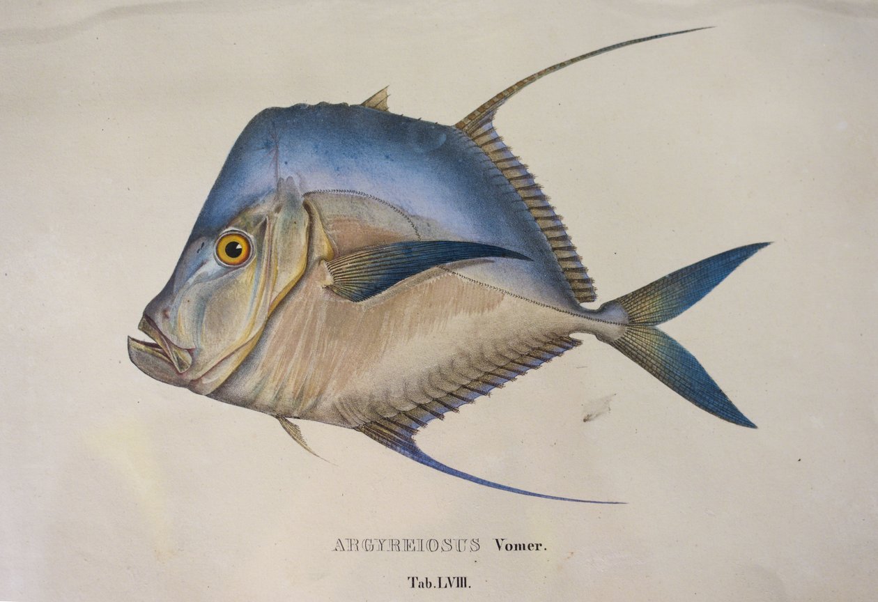 Argyreiosus vomer de Jean Baptiste Debret
