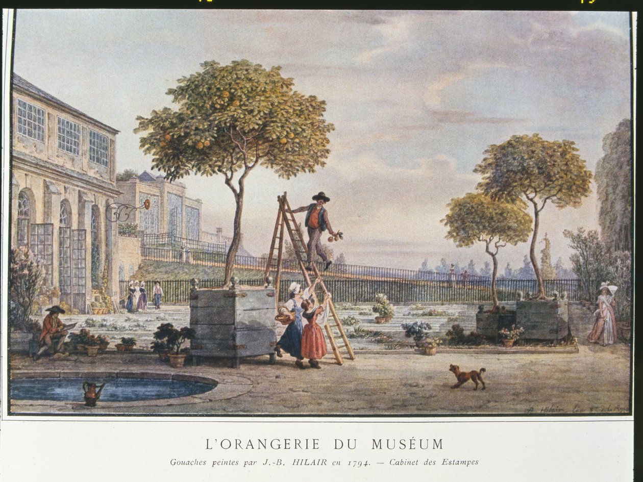 O Orangerie no Museu de Paris em 1794 de Jean Baptiste Hilair