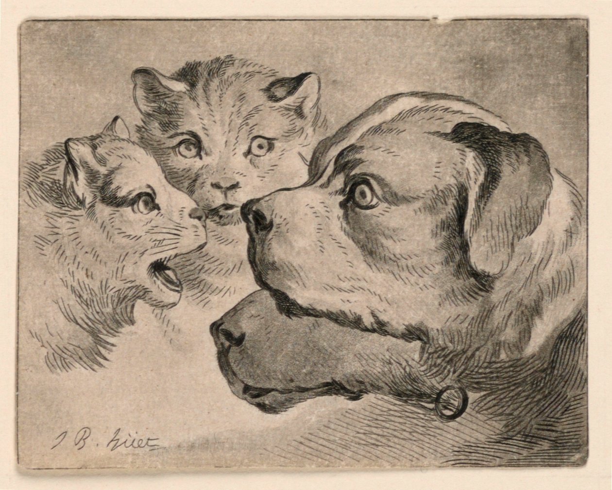 Cabeças de gatos e cachorros de Jean Baptiste Huet