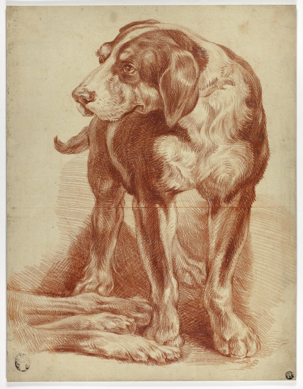 Cão de caça em pé de Jean Baptiste Huet