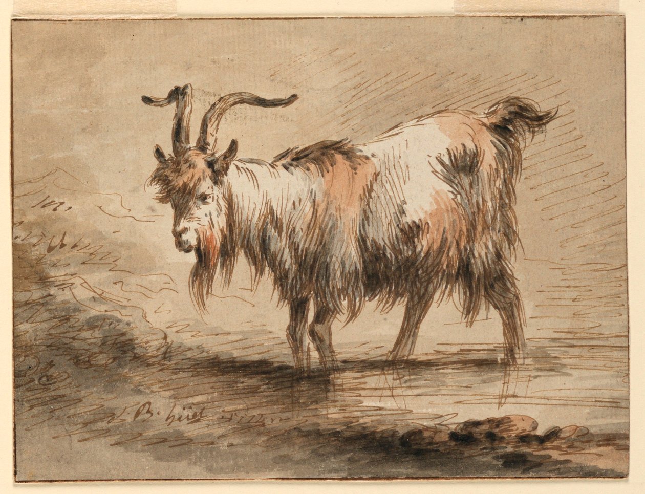Desenho, Estudo de uma cabra, 1772 de Jean Baptiste Huet
