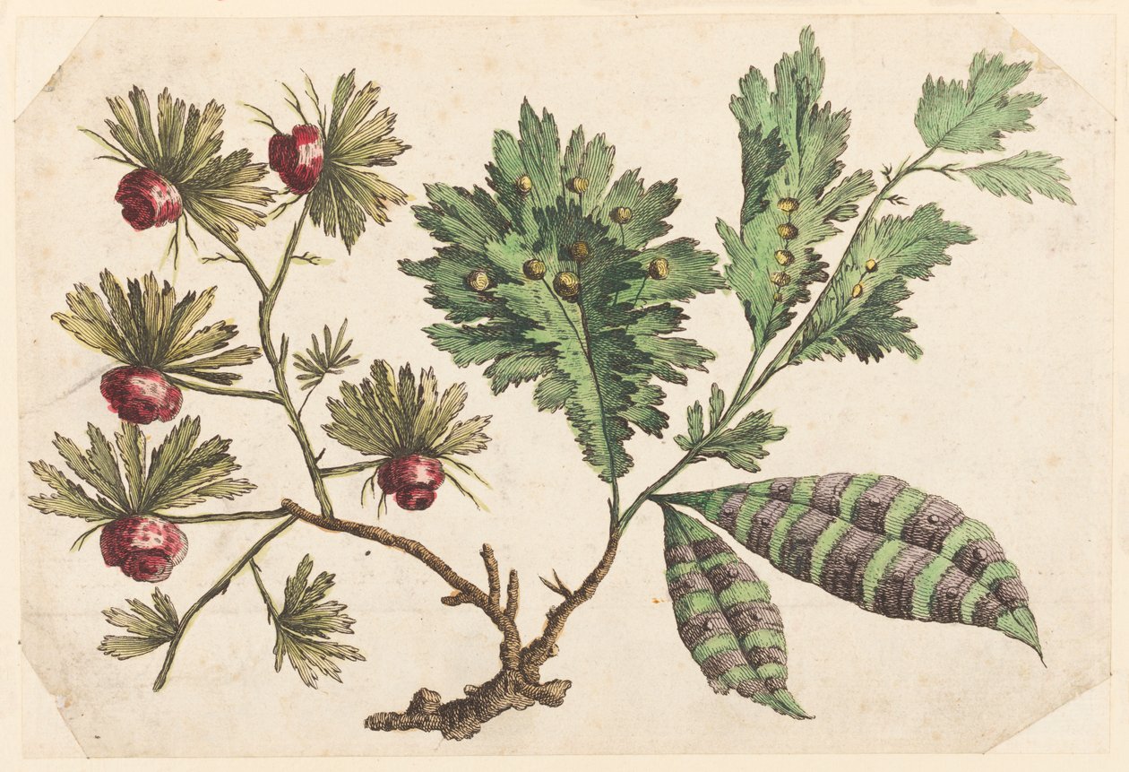 Ramo de Flores, da "Coleção de Flores Chinesas" de Jean Baptiste Pillement