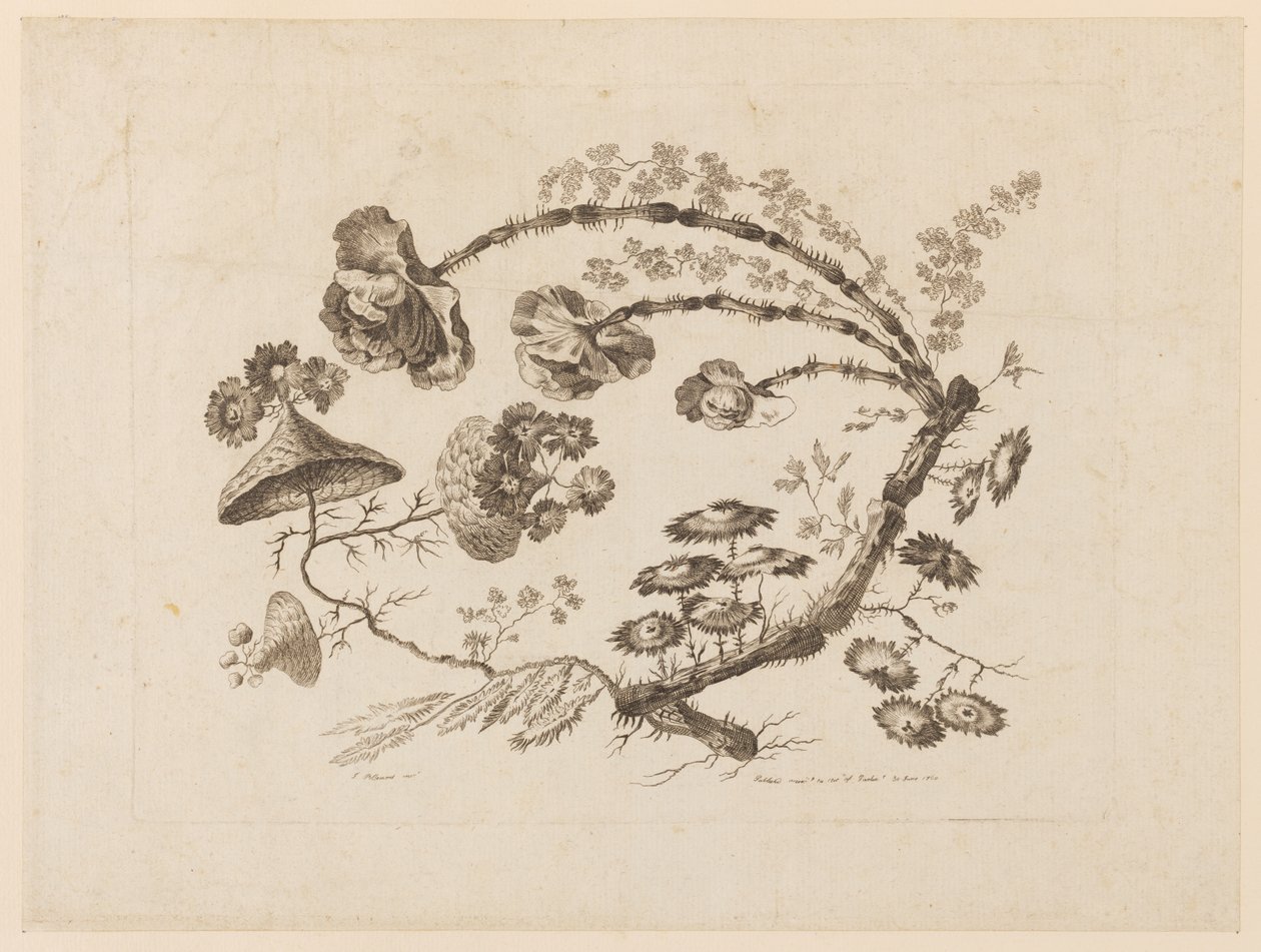 Ramos de flores, de "Coleção de diferentes flores de fantasia no gosto chinês" de Jean Baptiste Pillement