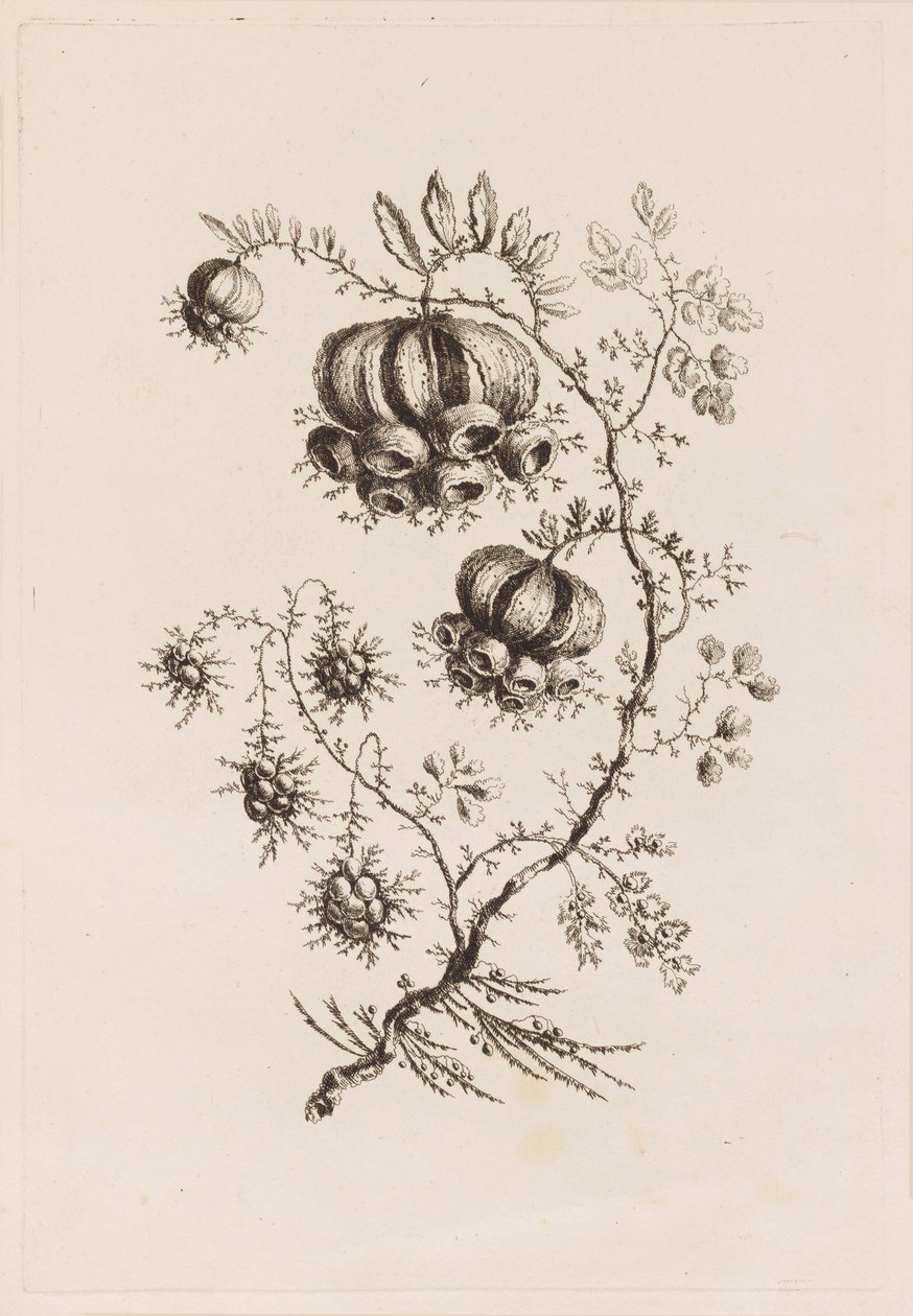 Ramo de Flor, de "Fleurs Persanes" de Jean Baptiste Pillement