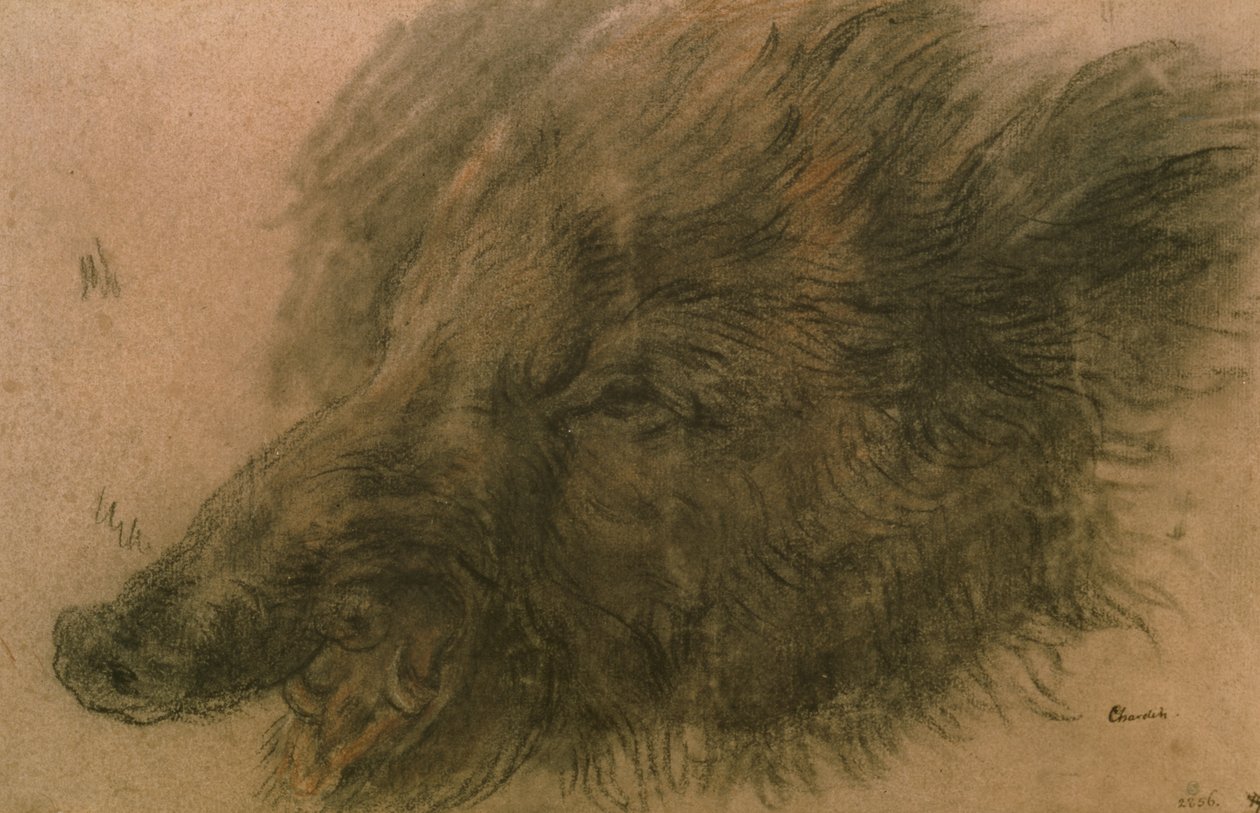 Cabeça de um javali (carvão no papel) de Jean Baptiste Simeon Chardin
