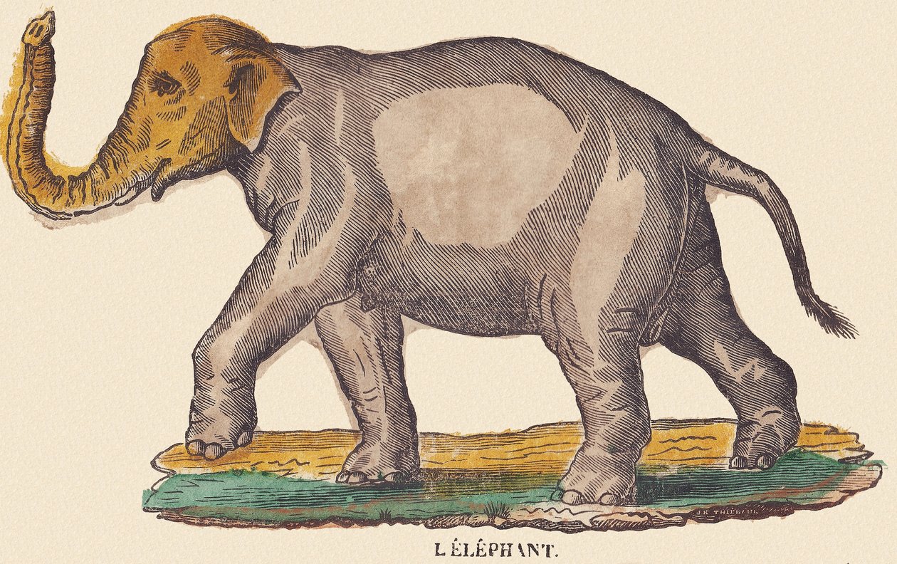 O elefante, c.1840-1852 (litografia) de Jean Baptiste Thiebault