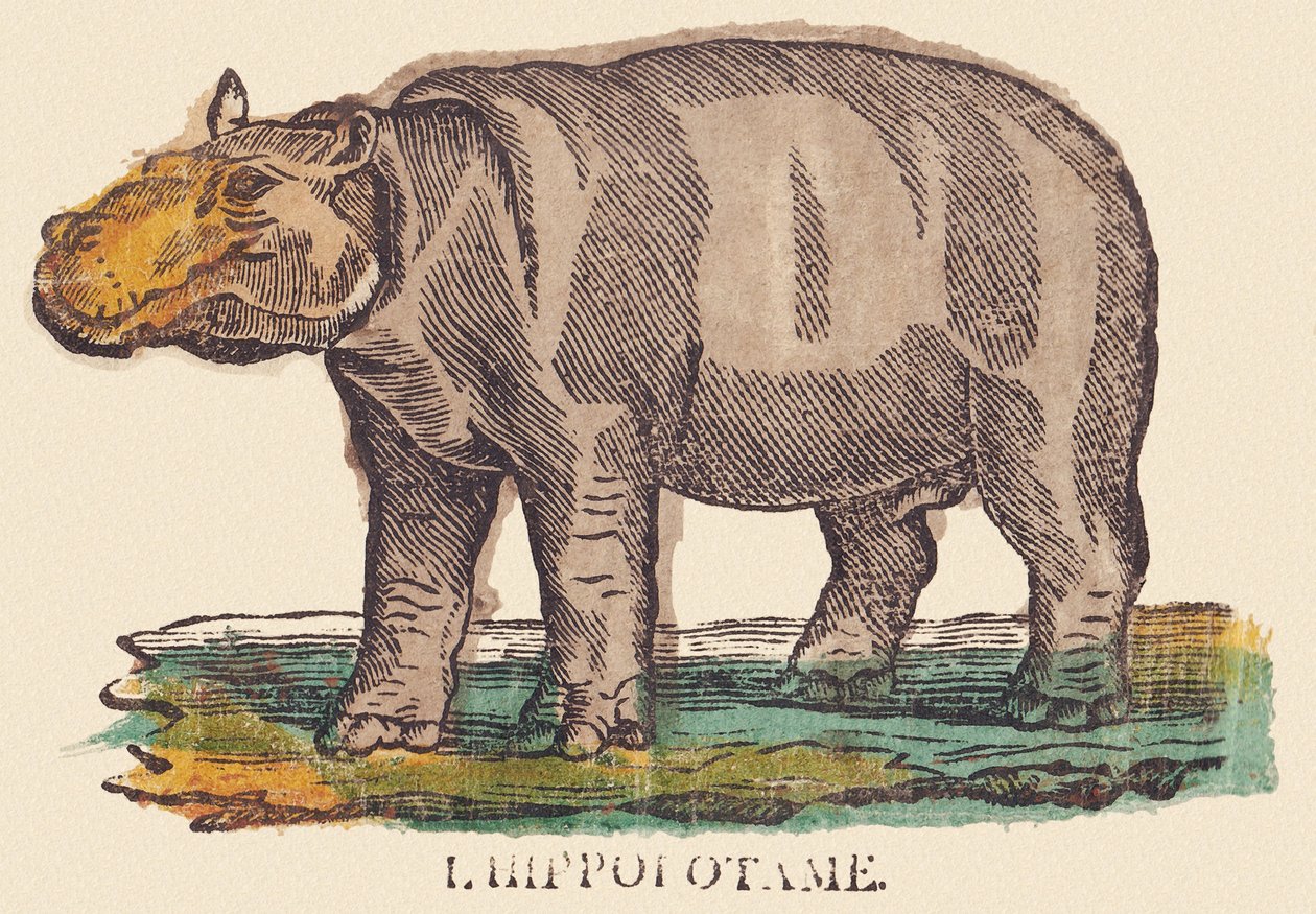 O hipopótamo, c.1840-1852 (litografia) de Jean Baptiste Thiebault