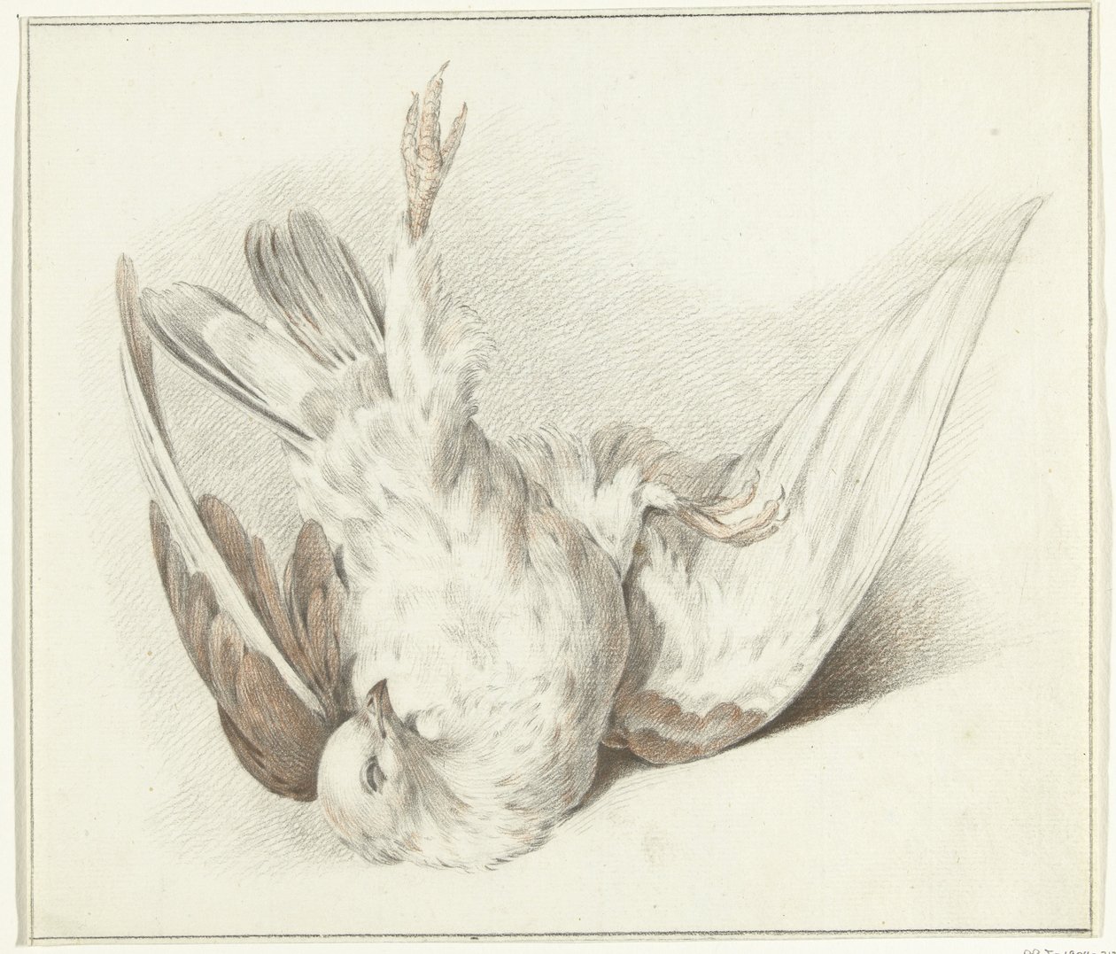 Pombo morto de Jean Bernard