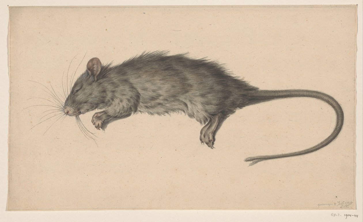 Rato morto de Jean Bernard
